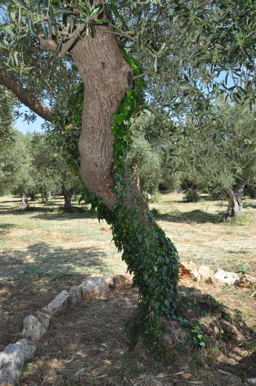 Masseria Costanza 普蒂尼亚诺 外观 照片