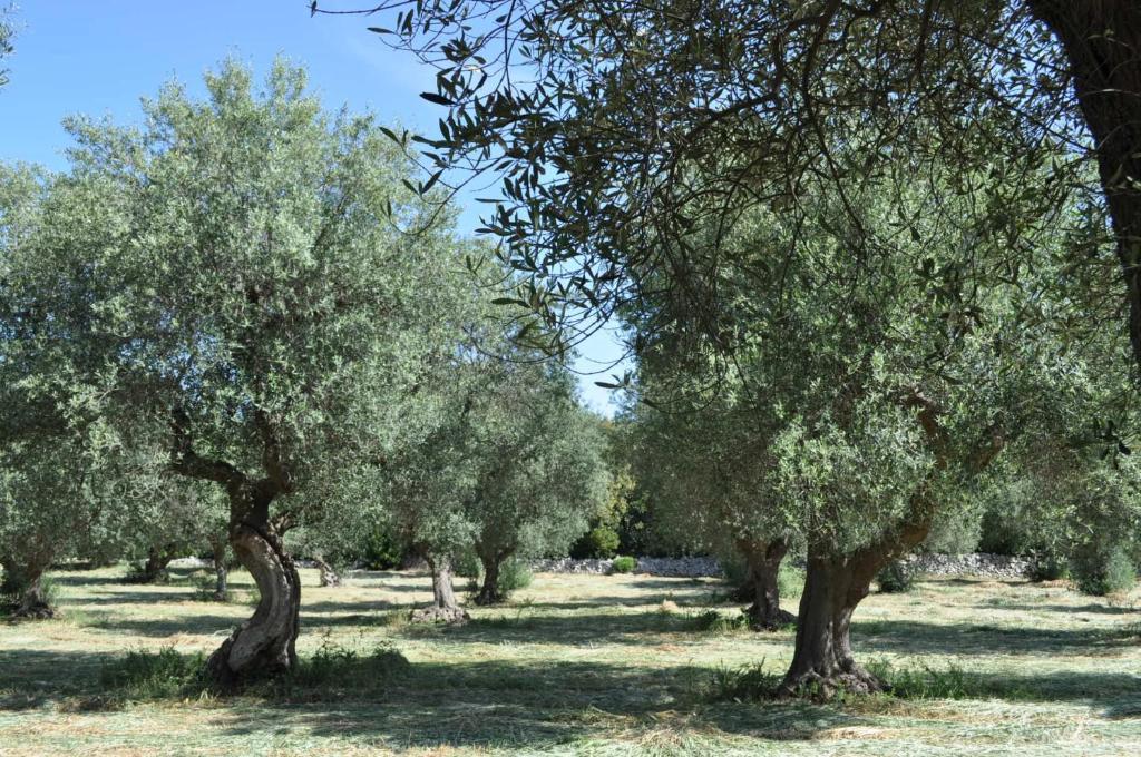 Masseria Costanza 普蒂尼亚诺 外观 照片