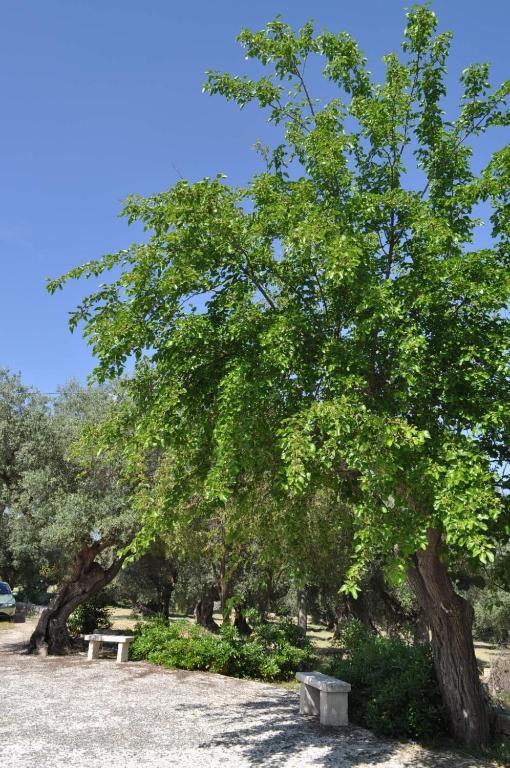 Masseria Costanza 普蒂尼亚诺 外观 照片