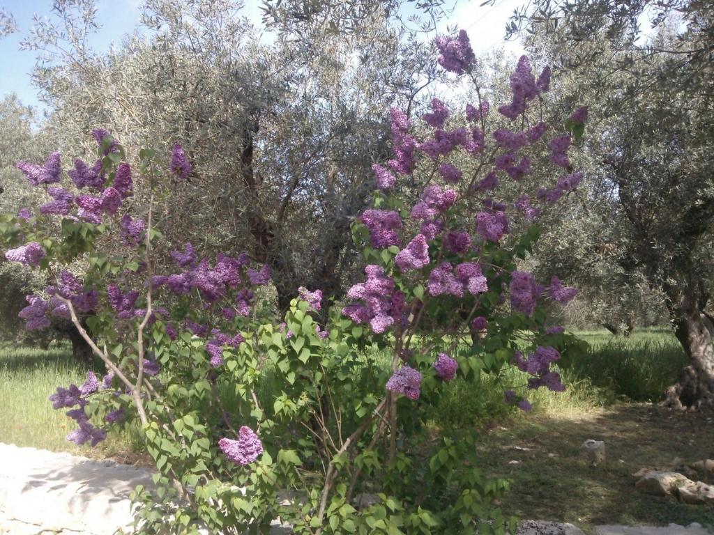 Masseria Costanza 普蒂尼亚诺 外观 照片